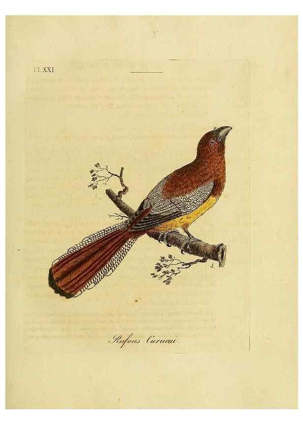 Reproducción/Reproduction 49755976938: A general synopsis of birds.. London :Printed for Benj. White,1781-1785.. 