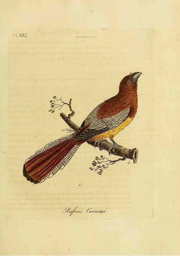 Reproducción/Reproduction 49755976938: A general synopsis of birds.. London :Printed for Benj. White,1781-1785.. 