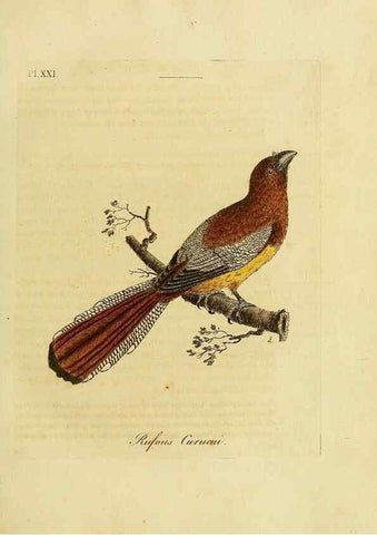 Reproducción/Reproduction 49755976938: A general synopsis of birds.. London :Printed for Benj. White,1781-1785.. 