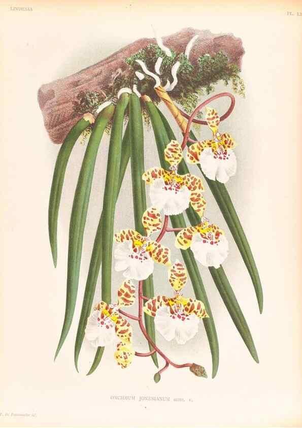 Reproducción/Reproduction 49757451757: Lindenia :. Gand [Belgium] :Impr. F. Meyer-van Loo,1885-1906.. 