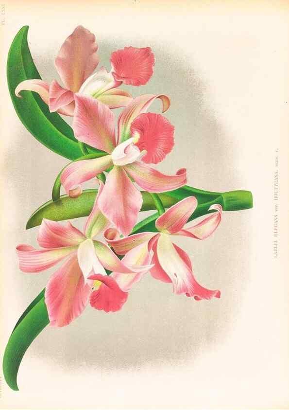 Reproducción/Reproduction 49756589408: Lindenia :. Gand [Belgium] :Impr. F. Meyer-van Loo,1885-1906.. 