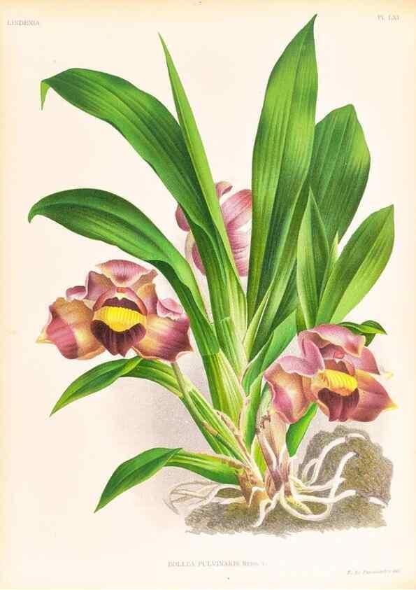 Reproducción/Reproduction 49757114131: Lindenia :. Gand [Belgium] :Impr. F. Meyer-van Loo,1885-1906.. 
