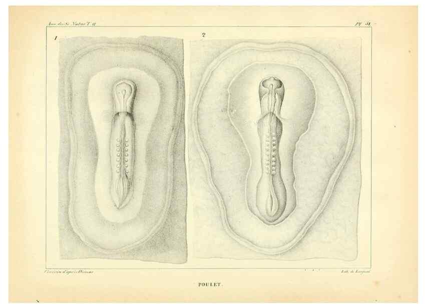 Reproducción/Reproduction 49773665732: Annales des sciences naturelles :. Paris :Crochard. 