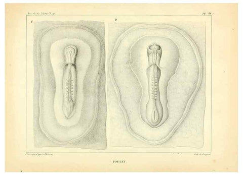 Reproducción/Reproduction 49773665732: Annales des sciences naturelles :. Paris :Crochard. 