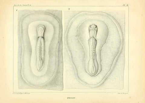 Reproducción/Reproduction 49773665732: Annales des sciences naturelles :. Paris :Crochard. 