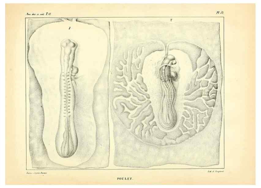 Reproducción/Reproduction 49773666072: Annales des sciences naturelles :. Paris :Crochard. 