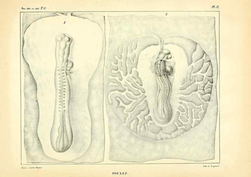 Reproducción/Reproduction 49773666072: Annales des sciences naturelles :. Paris :Crochard. 