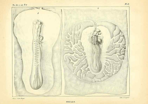 Reproducción/Reproduction 49773666072: Annales des sciences naturelles :. Paris :Crochard. 