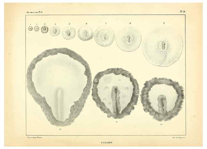 Reproducción/Reproduction 49773338061: Annales des sciences naturelles :. Paris :Crochard. 