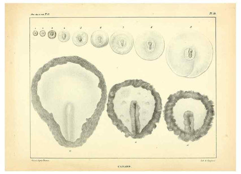 Reproducción/Reproduction 49773338061: Annales des sciences naturelles :. Paris :Crochard. 