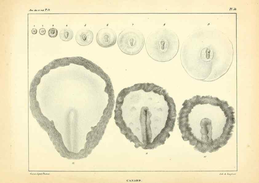 Reproducción/Reproduction 49773338061: Annales des sciences naturelles :. Paris :Crochard. 