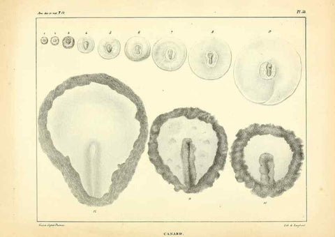 Reproducción/Reproduction 49773338061: Annales des sciences naturelles :. Paris :Crochard. 