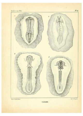 Reproducción/Reproduction 49772807158: Annales des sciences naturelles :. Paris :Crochard. 