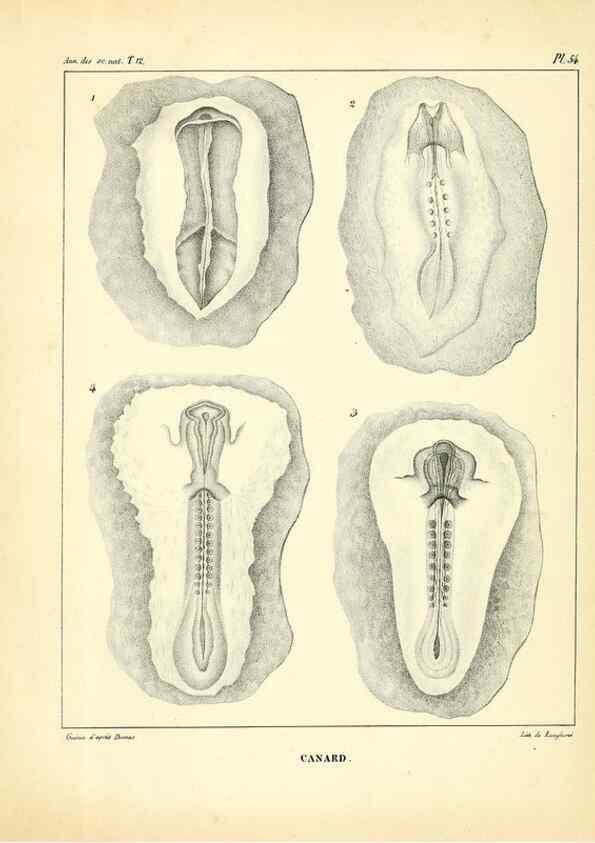 Reproducción/Reproduction 49772807158: Annales des sciences naturelles :. Paris :Crochard. 