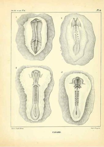 Reproducción/Reproduction 49772807158: Annales des sciences naturelles :. Paris :Crochard. 