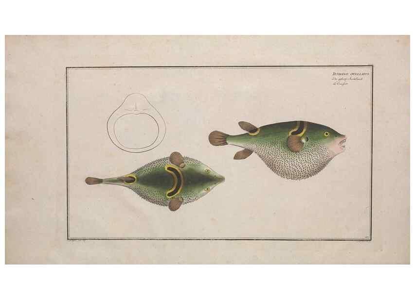 Reproducción/Reproduction 49773166118: Ichtyologie, ou, Histoire naturelle, générale et particulière des poissons :. A Berlin :Chez l'auteur, & chez François de la Garde libraire,1785-1797.. 