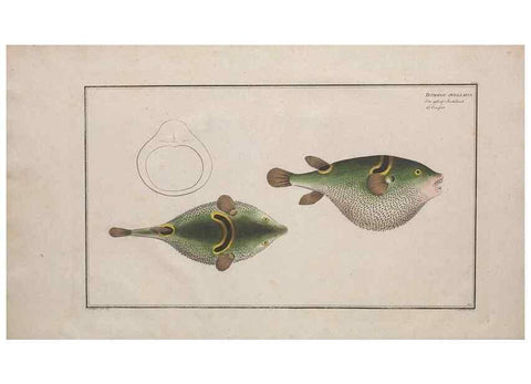 Reproducción/Reproduction 49773166118: Ichtyologie, ou, Histoire naturelle, générale et particulière des poissons :. A Berlin :Chez l'auteur, & chez François de la Garde libraire,1785-1797.. 