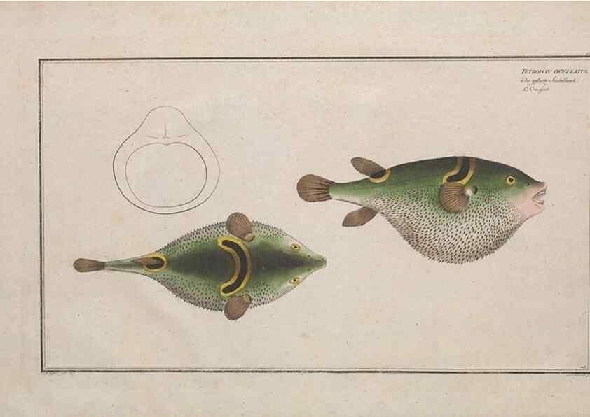 Reproducción/Reproduction 49773166118: Ichtyologie, ou, Histoire naturelle, générale et particulière des poissons :. A Berlin :Chez l'auteur, & chez François de la Garde libraire,1785-1797.. 