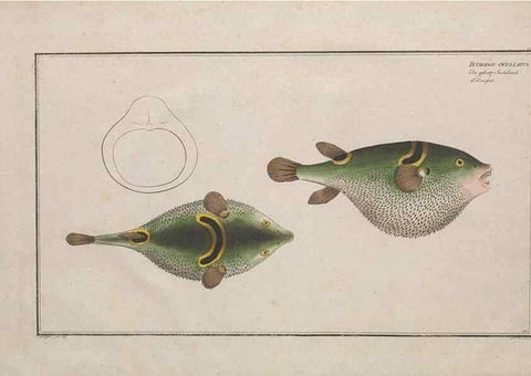 Reproducción/Reproduction 49773166118: Ichtyologie, ou, Histoire naturelle, générale et particulière des poissons :. A Berlin :Chez l'auteur, & chez François de la Garde libraire,1785-1797.. 