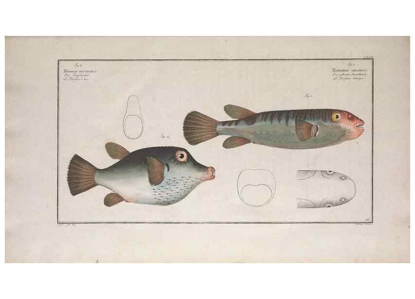 Reproducción/Reproduction 49774026642: Ichtyologie, ou, Histoire naturelle, générale et particulière des poissons :. A Berlin :Chez l'auteur, & chez François de la Garde libraire,1785-1797.. 