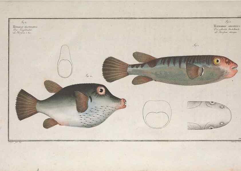 Reproducción/Reproduction 49774026642: Ichtyologie, ou, Histoire naturelle, générale et particulière des poissons :. A Berlin :Chez l'auteur, & chez François de la Garde libraire,1785-1797.. 
