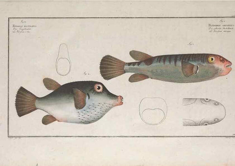 Reproducción/Reproduction 49774026642: Ichtyologie, ou, Histoire naturelle, générale et particulière des poissons :. A Berlin :Chez l'auteur, & chez François de la Garde libraire,1785-1797.. 