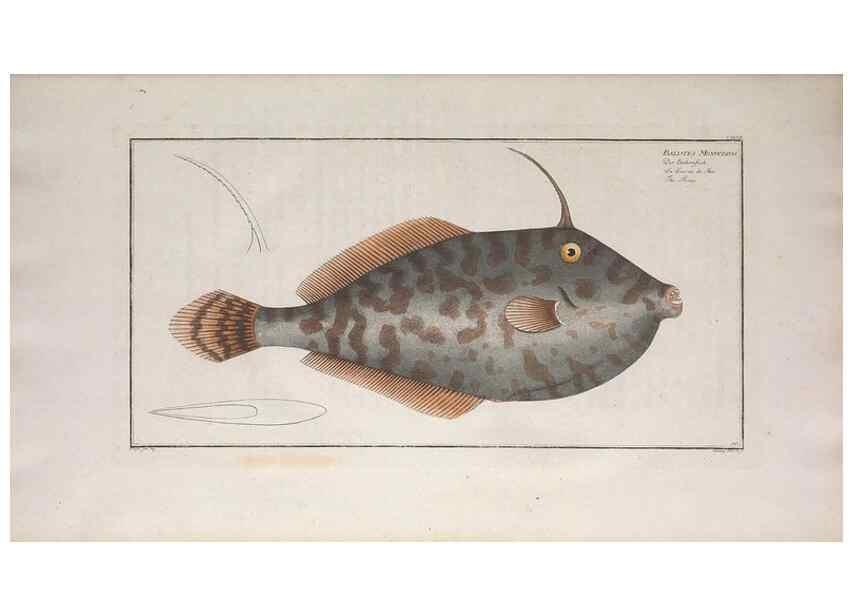 Reproducción/Reproduction 49774027027: Ichtyologie, ou, Histoire naturelle, générale et particulière des poissons :. A Berlin :Chez l'auteur, & chez François de la Garde libraire,1785-1797.. 
