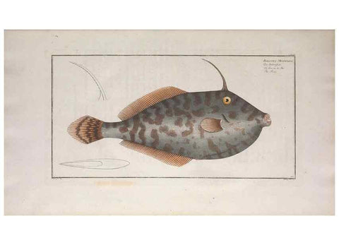 Reproducción/Reproduction 49774027027: Ichtyologie, ou, Histoire naturelle, générale et particulière des poissons :. A Berlin :Chez l'auteur, & chez François de la Garde libraire,1785-1797.. 