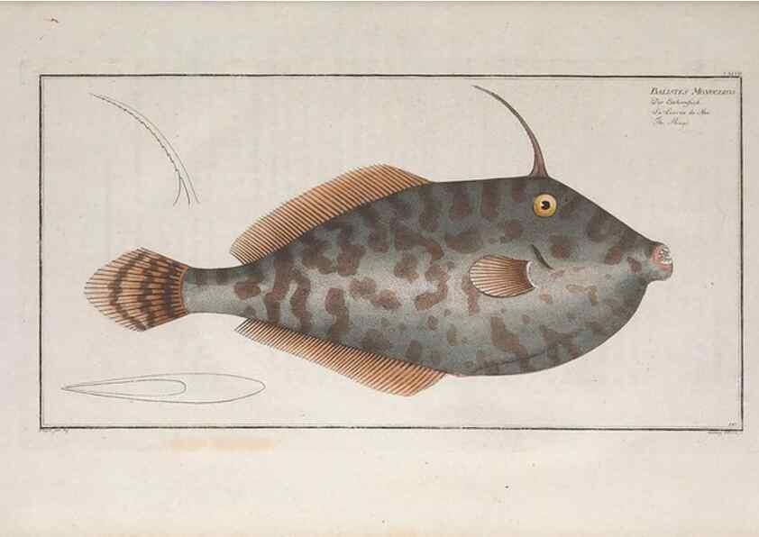 Reproducción/Reproduction 49774027027: Ichtyologie, ou, Histoire naturelle, générale et particulière des poissons :. A Berlin :Chez l'auteur, & chez François de la Garde libraire,1785-1797.. 