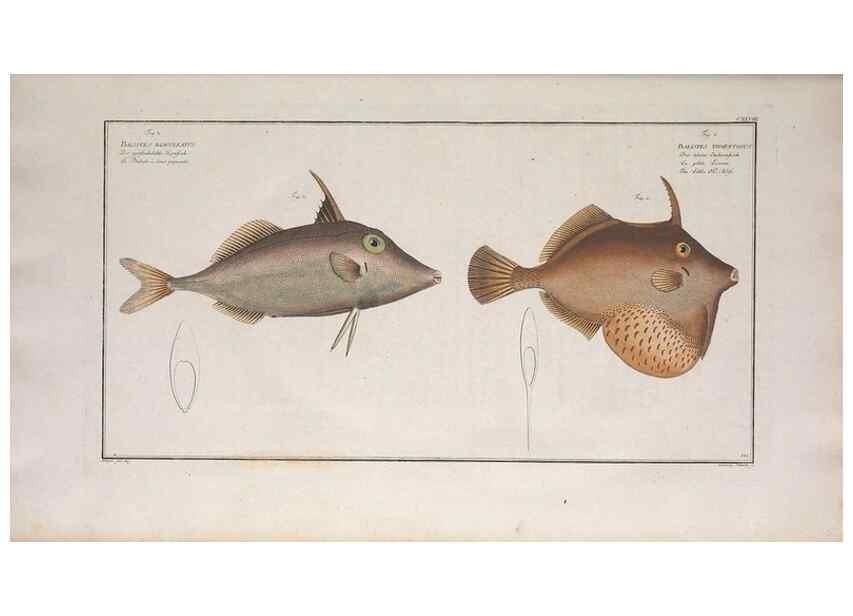 Reproducción/Reproduction 49773167213: Ichtyologie, ou, Histoire naturelle, générale et particulière des poissons :. A Berlin :Chez l'auteur, & chez François de la Garde libraire,1785-1797.. 