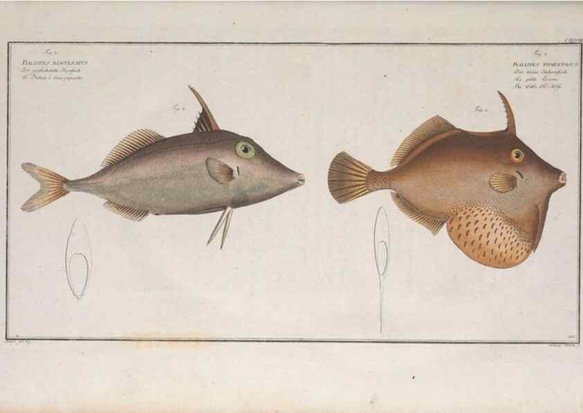 Reproducción/Reproduction 49773167213: Ichtyologie, ou, Histoire naturelle, générale et particulière des poissons :. A Berlin :Chez l'auteur, & chez François de la Garde libraire,1785-1797.. 