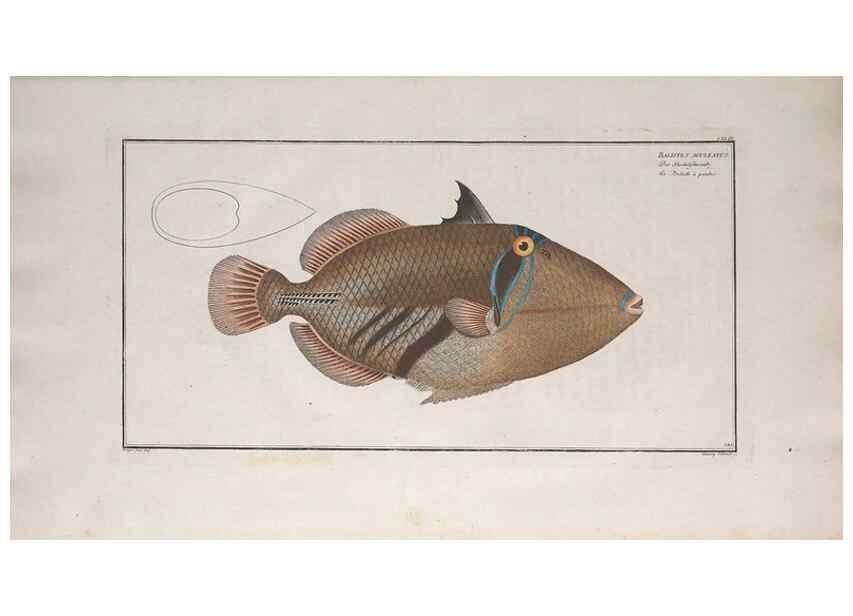 Reproducción/Reproduction 49773699851: Ichtyologie, ou, Histoire naturelle, générale et particulière des poissons :. A Berlin :Chez l'auteur, & chez François de la Garde libraire,1785-1797.. 