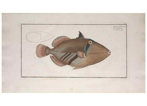 Reproducción/Reproduction 49773699851: Ichtyologie, ou, Histoire naturelle, générale et particulière des poissons :. A Berlin :Chez l'auteur, & chez François de la Garde libraire,1785-1797.. 