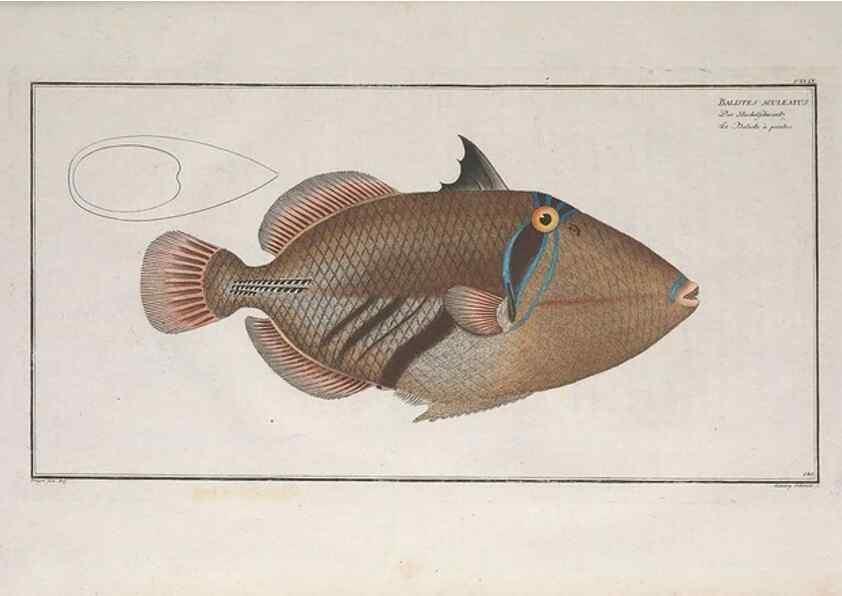Reproducción/Reproduction 49773699851: Ichtyologie, ou, Histoire naturelle, générale et particulière des poissons :. A Berlin :Chez l'auteur, & chez François de la Garde libraire,1785-1797.. 