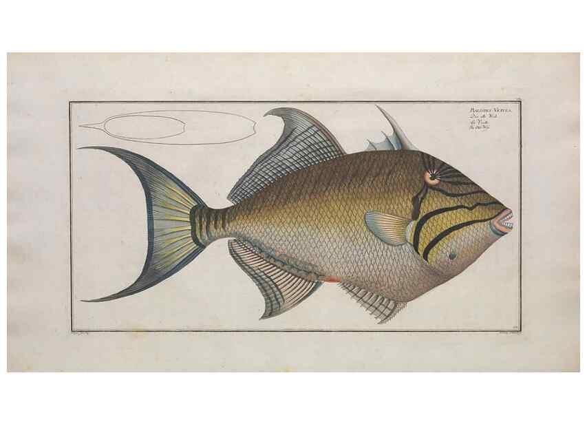Reproducción/Reproduction 49773700421: Ichtyologie, ou, Histoire naturelle, générale et particulière des poissons :. A Berlin :Chez l'auteur, & chez François de la Garde libraire,1785-1797.. 
