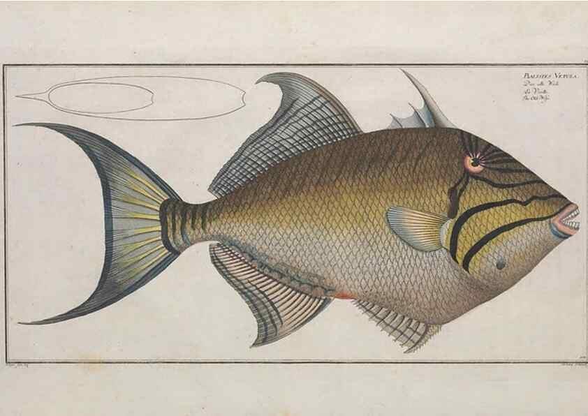 Reproducción/Reproduction 49773700421: Ichtyologie, ou, Histoire naturelle, générale et particulière des poissons :. A Berlin :Chez l'auteur, & chez François de la Garde libraire,1785-1797.. 
