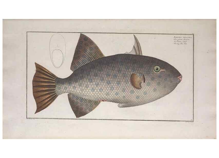 Reproducción/Reproduction 49773700876: Ichtyologie, ou, Histoire naturelle, générale et particulière des poissons :. A Berlin :Chez l'auteur, & chez François de la Garde libraire,1785-1797.. 
