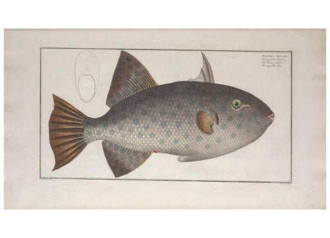 Reproducción/Reproduction 49773700876: Ichtyologie, ou, Histoire naturelle, générale et particulière des poissons :. A Berlin :Chez l'auteur, & chez François de la Garde libraire,1785-1797.. 