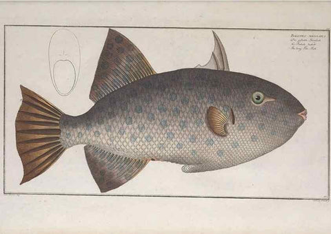Reproducción/Reproduction 49773700876: Ichtyologie, ou, Histoire naturelle, générale et particulière des poissons :. A Berlin :Chez l'auteur, & chez François de la Garde libraire,1785-1797.. 