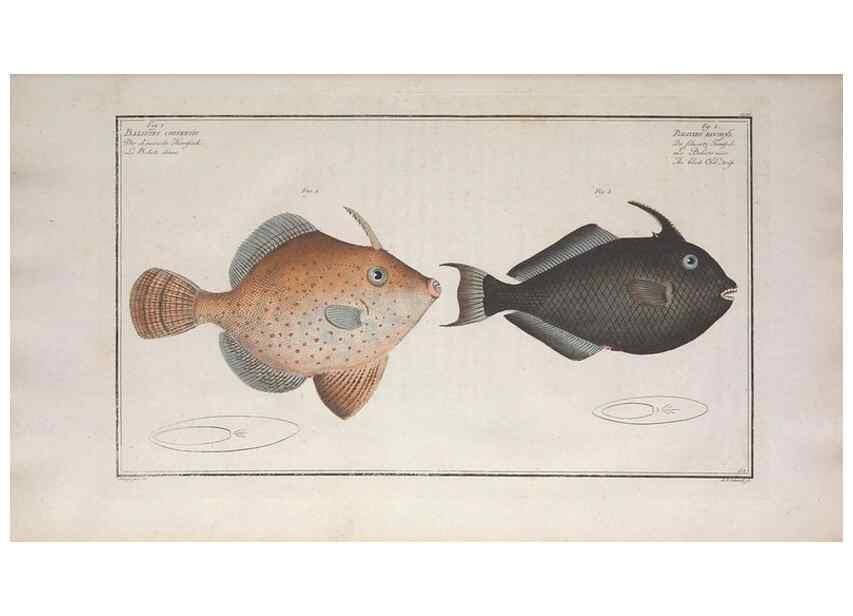 Reproducción/Reproduction 49774029192: Ichtyologie, ou, Histoire naturelle, générale et particulière des poissons :. A Berlin :Chez l'auteur, & chez François de la Garde libraire,1785-1797.. 