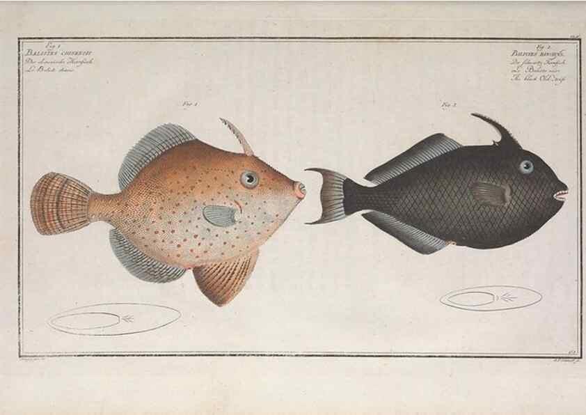 Reproducción/Reproduction 49774029192: Ichtyologie, ou, Histoire naturelle, générale et particulière des poissons :. A Berlin :Chez l'auteur, & chez François de la Garde libraire,1785-1797.. 