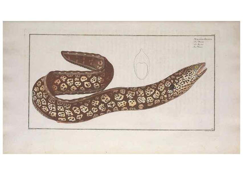 Reproducción/Reproduction 49773701666: Ichtyologie, ou, Histoire naturelle, générale et particulière des poissons :. A Berlin :Chez l'auteur, & chez François de la Garde libraire,1785-1797.. 