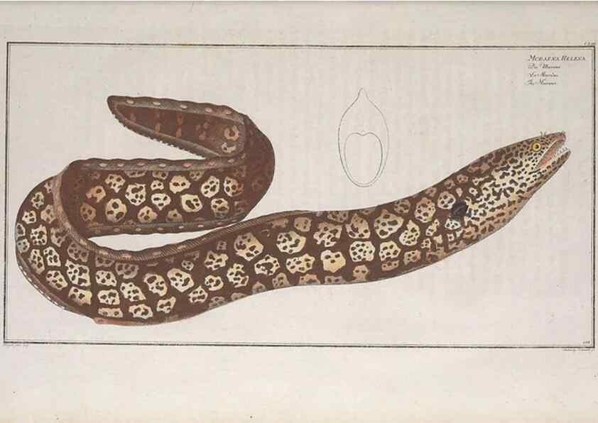 Reproducción/Reproduction 49773701666: Ichtyologie, ou, Histoire naturelle, générale et particulière des poissons :. A Berlin :Chez l'auteur, & chez François de la Garde libraire,1785-1797.. 