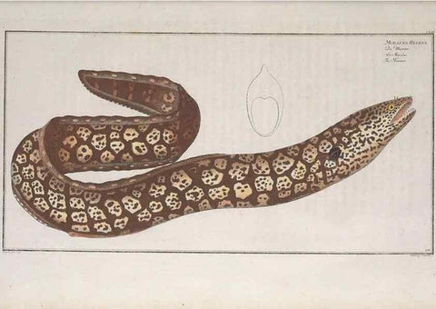 Reproducción/Reproduction 49773701666: Ichtyologie, ou, Histoire naturelle, générale et particulière des poissons :. A Berlin :Chez l'auteur, & chez François de la Garde libraire,1785-1797.. 