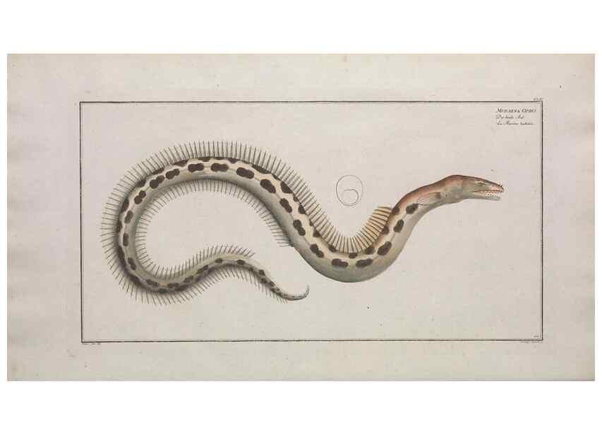Reproducción/Reproduction 49773702101: Ichtyologie, ou, Histoire naturelle, générale et particulière des poissons :. A Berlin :Chez l'auteur, & chez François de la Garde libraire,1785-1797.. 