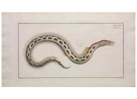 Reproducción/Reproduction 49773702101: Ichtyologie, ou, Histoire naturelle, générale et particulière des poissons :. A Berlin :Chez l'auteur, & chez François de la Garde libraire,1785-1797.. 