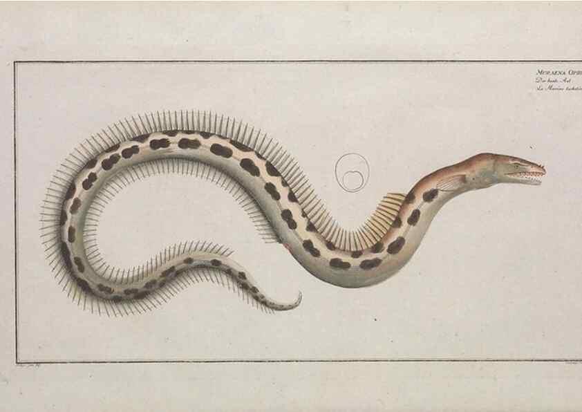 Reproducción/Reproduction 49773702101: Ichtyologie, ou, Histoire naturelle, générale et particulière des poissons :. A Berlin :Chez l'auteur, & chez François de la Garde libraire,1785-1797.. 