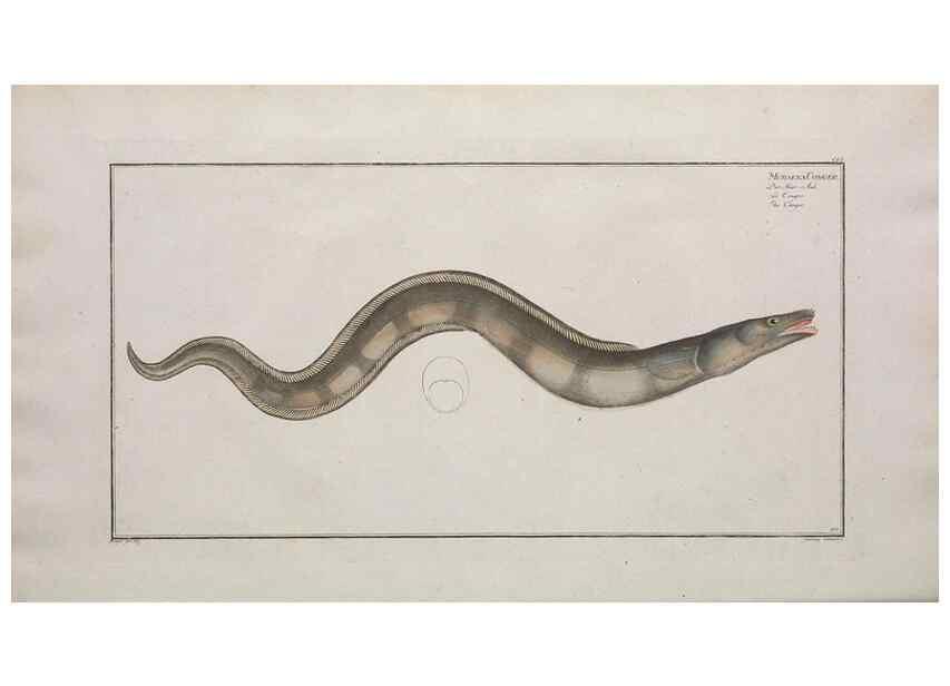 Reproducción/Reproduction 49774030217: Ichtyologie, ou, Histoire naturelle, générale et particulière des poissons :. A Berlin :Chez l'auteur, & chez François de la Garde libraire,1785-1797.. 