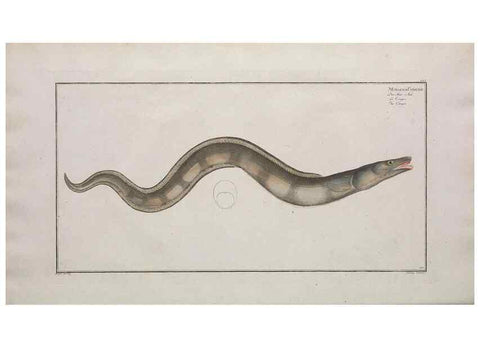 Reproducción/Reproduction 49774030217: Ichtyologie, ou, Histoire naturelle, générale et particulière des poissons :. A Berlin :Chez l'auteur, & chez François de la Garde libraire,1785-1797.. 