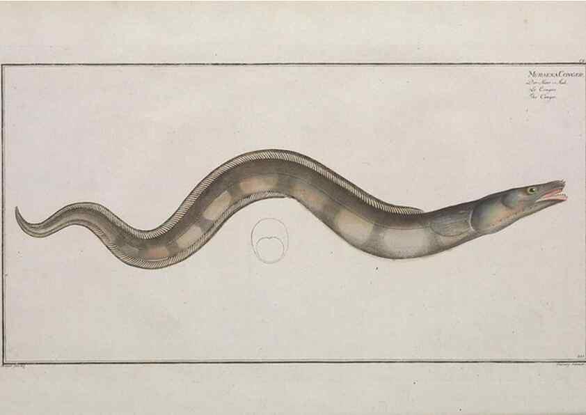 Reproducción/Reproduction 49774030217: Ichtyologie, ou, Histoire naturelle, générale et particulière des poissons :. A Berlin :Chez l'auteur, & chez François de la Garde libraire,1785-1797.. 
